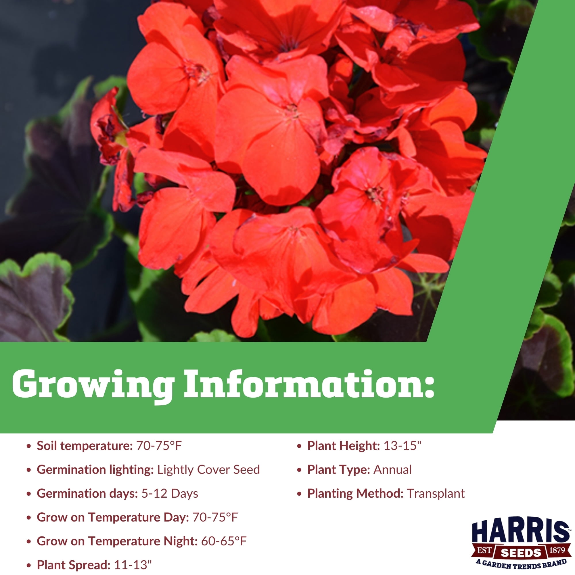 Harris Seeds - Geranium Bullseye Red F1 Variety Flower Seeds - 100 Seeds