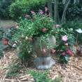 thumbnail image 3 of Homestyles Stone Wash Aunt Minnie the Muggly Face Humorous Statue Planter Pot, 3 of 4
