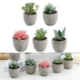 thumbnail image 4 of Bgsha 多头多肉植物 盆栽装饰植物 低维护植物 节日装饰 室内园艺装饰 独特的叶片变异 现代与乡村风格 理想的礼物选择 绿色植物装饰 节日或生日礼物, 4 of 9