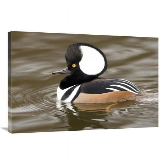 24 x 36 in. Hooded Merganser Male, Kellogg Bird Sanctuary, Michigan Art Print - Steve Gettle