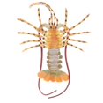 thumbnail image 4 of Juguete educativo Científico Sunnimix Modelo Coral Lobster de 15 pulgadas Decoración Coleccionable, 4 of 8