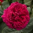 thumbnail image 3 of Heirloom Roses - Tower Bridge™ English Legend Roses - Red Rose Plant, 3 of 4