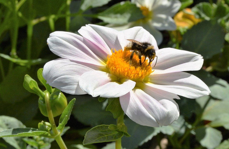 Nature Insect Flower Pollination Bee-12 Inch By 18 Inch Laminated