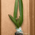 thumbnail image 5 of Yellow Dragon Fruit Plant Live, Live Dragon Fruit Plant, Dragon Fruit Live Plant for Garden 3 to 6 Inch Tall, 5 of 10