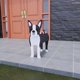 thumbnail image 4 of Maceta de Perro Boston en Madera Decorativa para Jardín o Interior, Diseño Detallado y Único, Ideal para Amantes de las Mascotas, Uso en Interior y Exterior, Tamaño Pequeño (S), 4 of 5