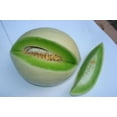 thumbnail image 3 of 150 HONEYDEW GREEN FLESH Cucumis Melo Inodorus Melon Fruit Seeds, 3 of 5
