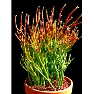 cacti and succulent potting soil Gardenera Premium Organic Potting Soil, Succulent & Cactus Soil Mix, Fast Draining Pre-Mixed Blend