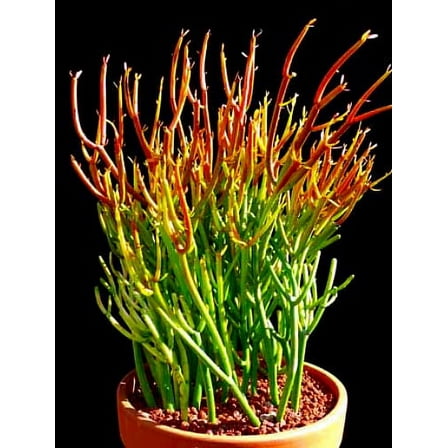 Fire Sticks Pencil Cactus - Euphorbia - Easy to grow - 6" Pot