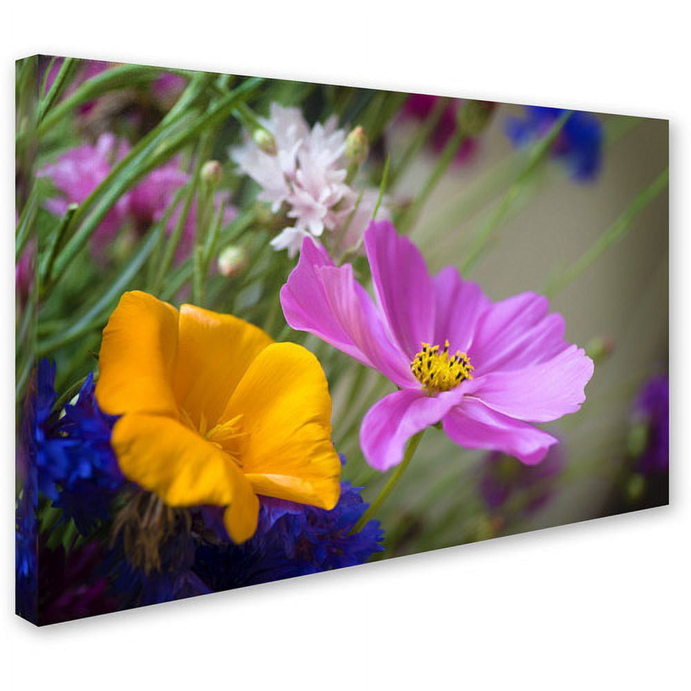 Trademark Fine Art "Cosmos of the Fields" Canvas Art by Philippe Sainte-Laudy