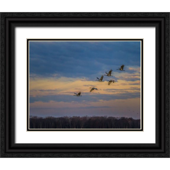 Galloimages Online 14x12 Black Ornate Wood Framed with Double Matting Museum Art Print Titled - Sandhill Cranes At Sunrise