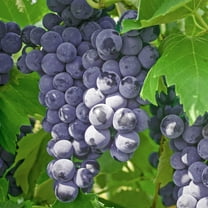 Blue Concord Grape Vine, Deciduous Fruit Bearing Plant, grown in a 2 Gallon Pot (1-Pack)