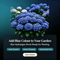 thumbnail image 5 of Hydrangea Shrub, Shade Plant for Gardens-Easy Grow-Low Maintenance-Ideal for Beds Borders, Plant Pots & Planters, 5 of 5