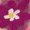 Black Multi, variant on CAILDANL Women's 4 Pairs Sheer Mesh Flower Patterned Thin Casual Crew Socks Transparent Cute Summer Socks
