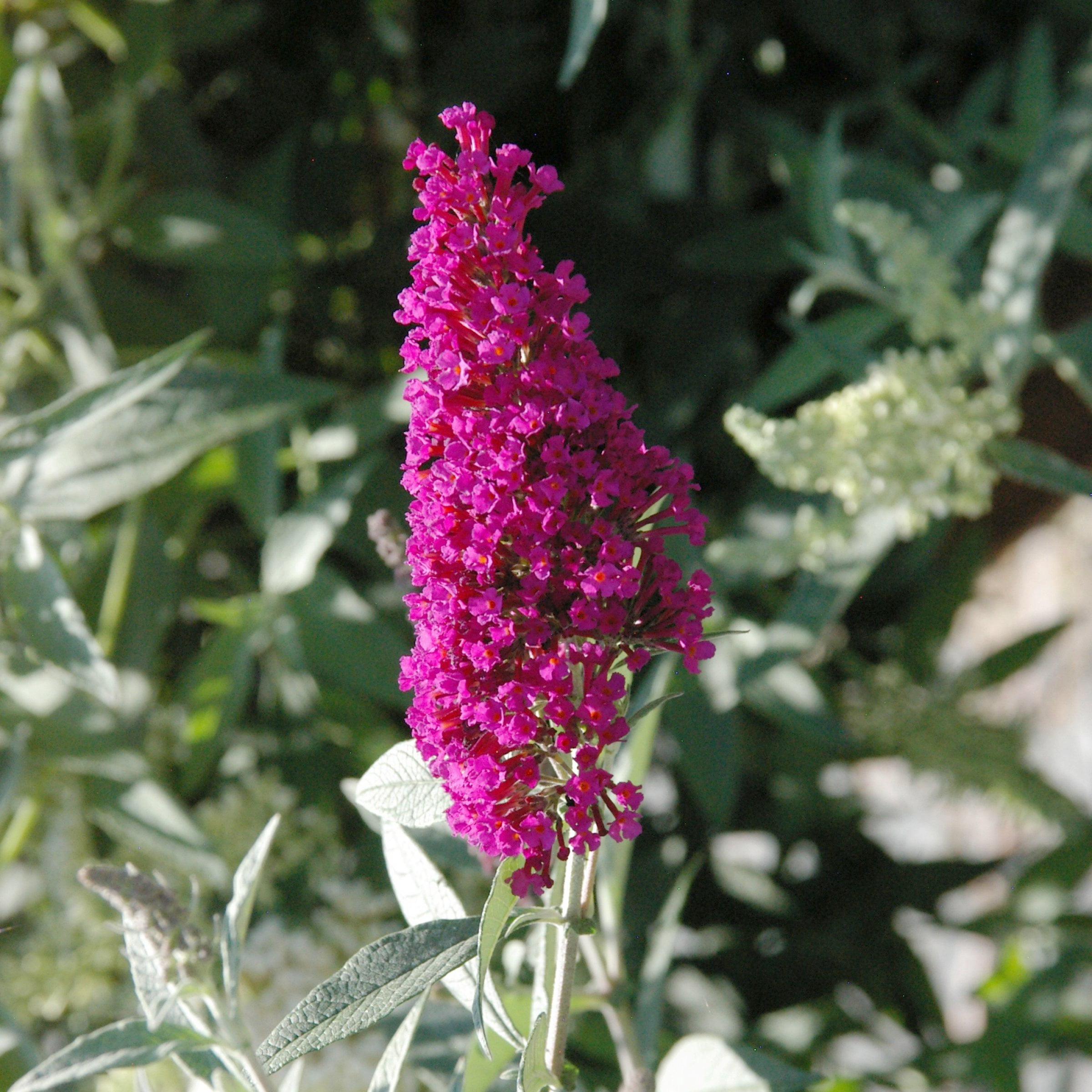 National Plant Network 3.25 in. Buddleia Magenta Buzz
