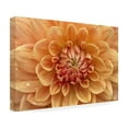 thumbnail image 4 of Trademark Fine Art 'Orange Dahlia' Canvas Art by Cora Niele, 4 of 4
