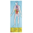 thumbnail image 2 of Melissa & Doug Human Anatomy 100pc Floor Puzzle, 2 of 6