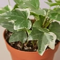 thumbnail image 4 of English Ivy 'Glacier' Live Plant for Indoor | Different Houseplants in 4'' & 6'' Pot | Real House Plant for Living Room, Office, Desk & Bathroom | English Ivy | Common Ivy, 4 of 7