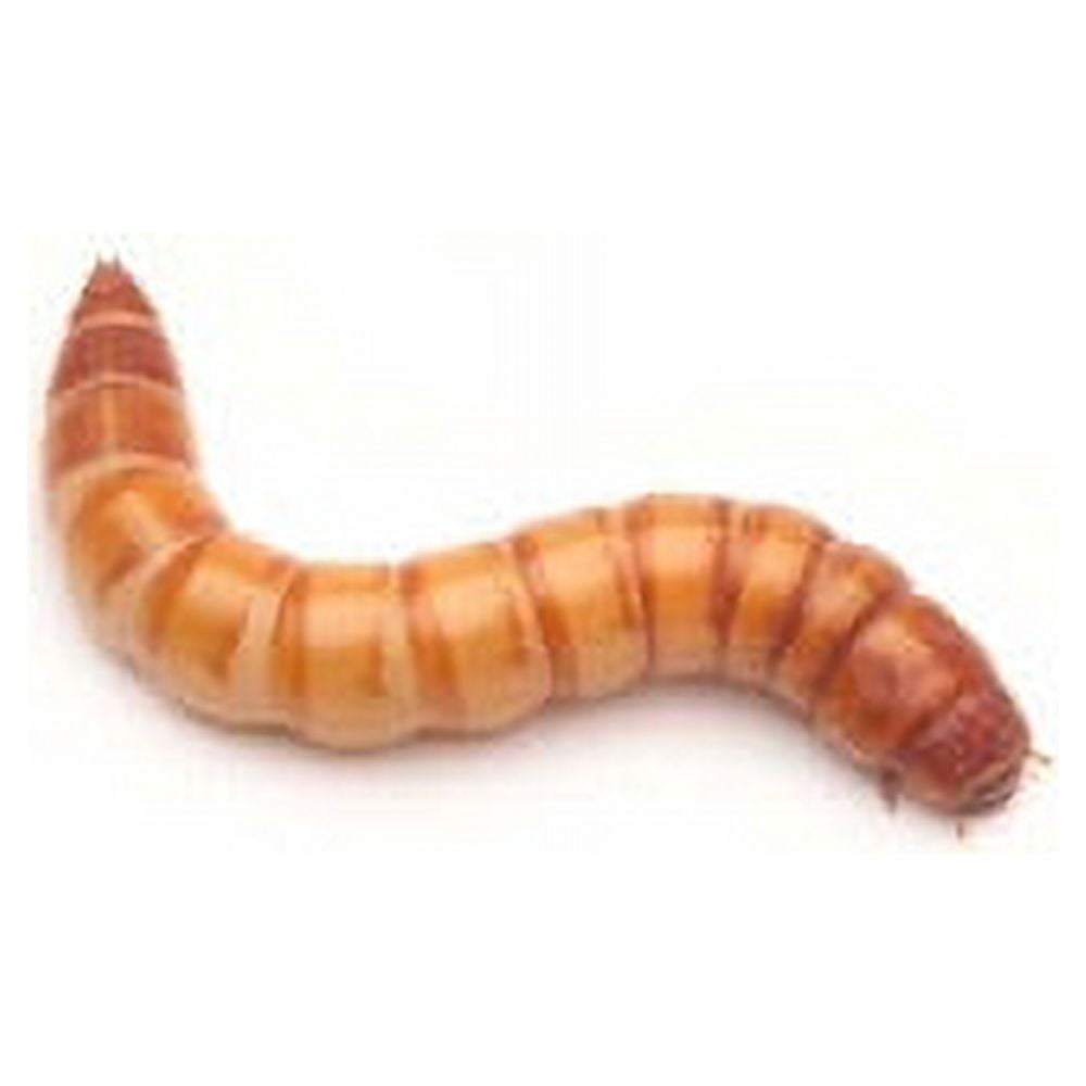 DMF Bait Co. Meal Worms, Live Fishing Bait, 36 Count