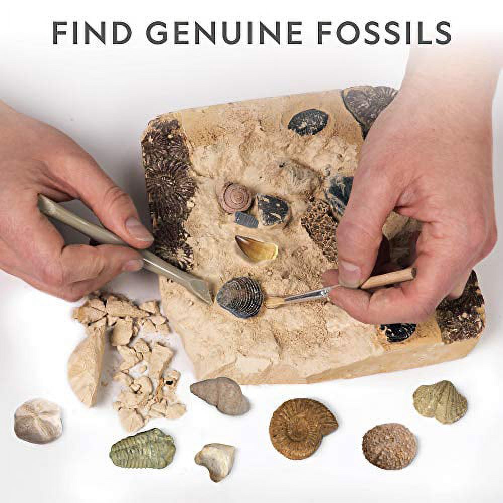 NATIONAL GEOGRAPHIC Mega Fossil 15 Real Fossils Including Bones & Shark Teeth, Educational Toys, Great Gift Girls Science Kit - image 2 of 3