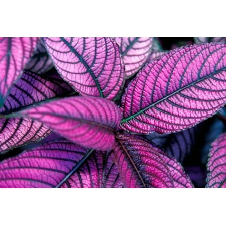 Estate Jewels - Fond Dous Estate Persian Shield St Lucia Caribbean Poster Print by Greg Johnston (8 x 10)