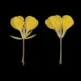 thumbnail image 2 of AMLESO 12 Pieces Dried Pressed Flowers Arrangements Specimens DIY Handmade Materials, 2 of 8
