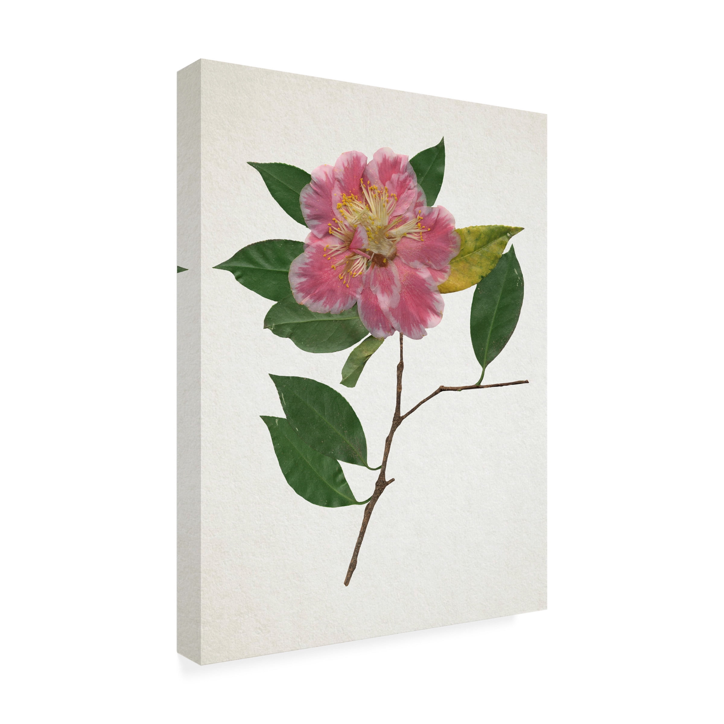 Annie Warren 'Pressed Camellia II' Canvas Art