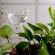 thumbnail image 1 of Dispositivo transparente de riego por goteo de flores de floración de flores de aves (a), 1 of 7