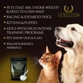 thumbnail image 3 of Lexelium Weight Gainer Supplement for Dogs & Cats - Muscle Building & Appetite Stimulation - 100% Natural Pet Supplement to Add Weight & Increase Immunity in Puppies and Kittens -200g, 3 of 5