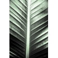 thumbnail image 2 of Quillen, Donnie 23x32 White Modern Wood Framed Museum Art Print Titled - Leaf Lines, 2 of 4