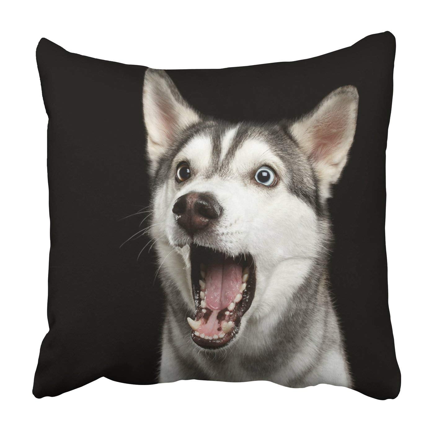 pillow husky