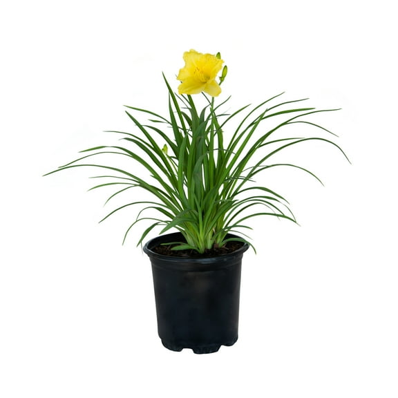 Expert Gardener Happy Returns Daylily (2.5 Quart) Yellow Blooming Perennial - Full Sun Live Outdoor Plant