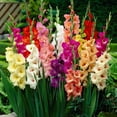 thumbnail image 1 of Bulbes à fleurs - Gladiolus à Grandes Fleurs Mélange (45 Bulbes), 1 of 1
