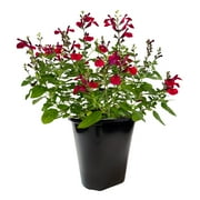 Expert Gardener Red Salvia Flowering Perennial Shrub, Live Plants & Outdoor Plants, 2 qt. Pot