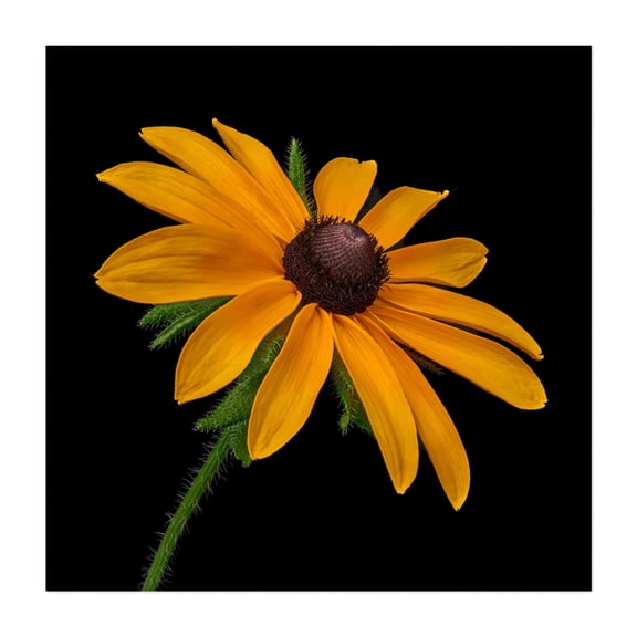 Black Eyed Susan - Photography Floral Flowers Botanical Nature Garden Summer Scenic Unframed Wall Art Print 6 x 6 inches