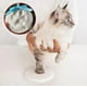 thumbnail image 5 of Kit de moldeo para impresiones de patas de mascotas Clayss, 5 of 5