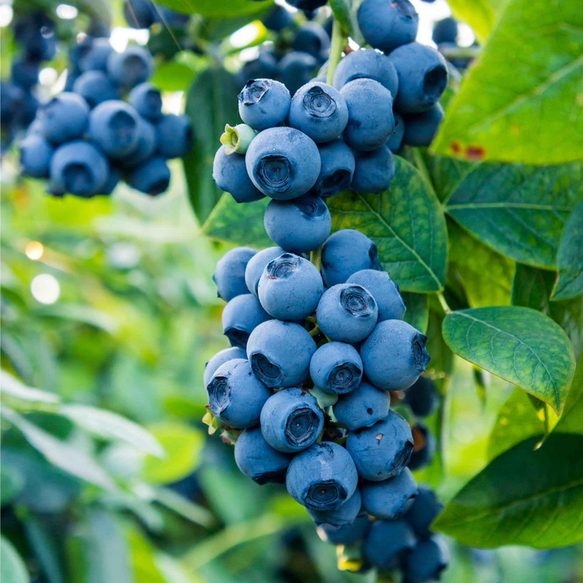 Blueberry Biloxi Live Shrub (2.25 Gallon)