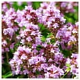 thumbnail image 3 of Everwilde Farms - 2000 Creeping Thyme Wildflower Seeds - Gold Vault Seed Packet, 3 of 5