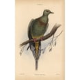 thumbnail image 2 of Sumatran Green Pigeon Treron Oxyurus Near Threatened Poster Print By ?? Florilegius Mary Evans, 2 of 4