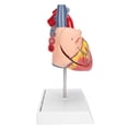 thumbnail image 3 of Human Heart Model, 2X Life Size Disassembled 49 Parts PVC Heart Teaching Model  for Teaching Use, 3 of 7