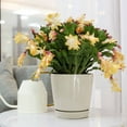 thumbnail image 5 of Best Plant Friend 4" Christmas Cactus (Schlumbergera) Live Plants, 1 Count, Easy Care, 5 of 6