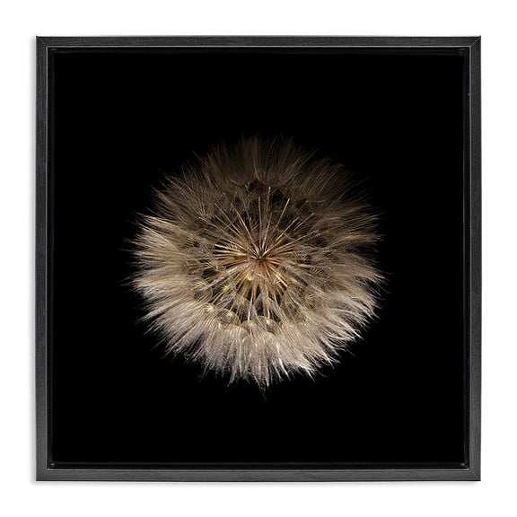 Stupell Industries Contemporary Wispy Dandelion on Black Black Floating Frame Canvas Art, 18 x 18, by Beth Adoette