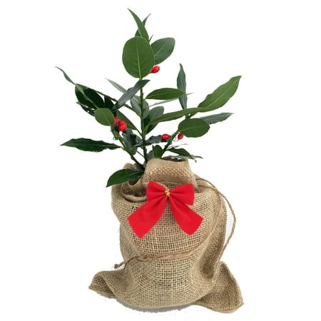 Garden Laurel - Sweet Bay Laurel Herb in Burlap Pot Cover - Laurus nobilis - Quart Pot