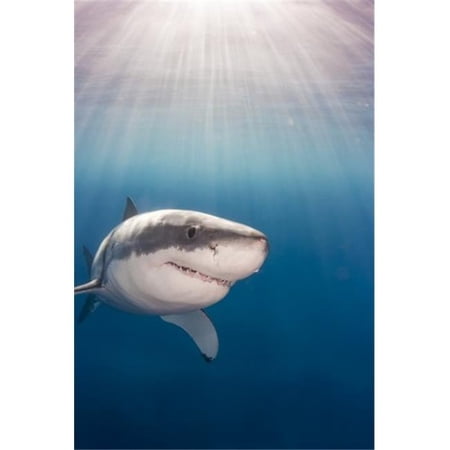Great White Shark Carcharodon Carcharias - Guadalupe Island Mexico Poster Print by Dave Fleetham - 12 x 19