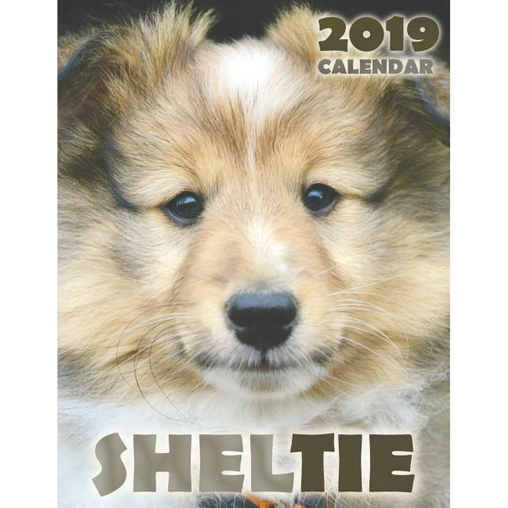 Sheltie 2019 Calendar (Paperback)