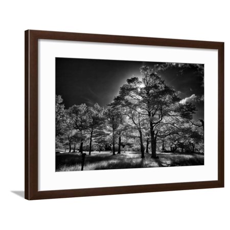 Backlit trees in black and white infrared view along the Blue Ridge Parkway, North Carolina Framed Print Wall Art By Adam