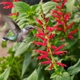 thumbnail image 2 of Bonnie Plants Red Pineapple Sage Live Plants, Edible, 2 of 9