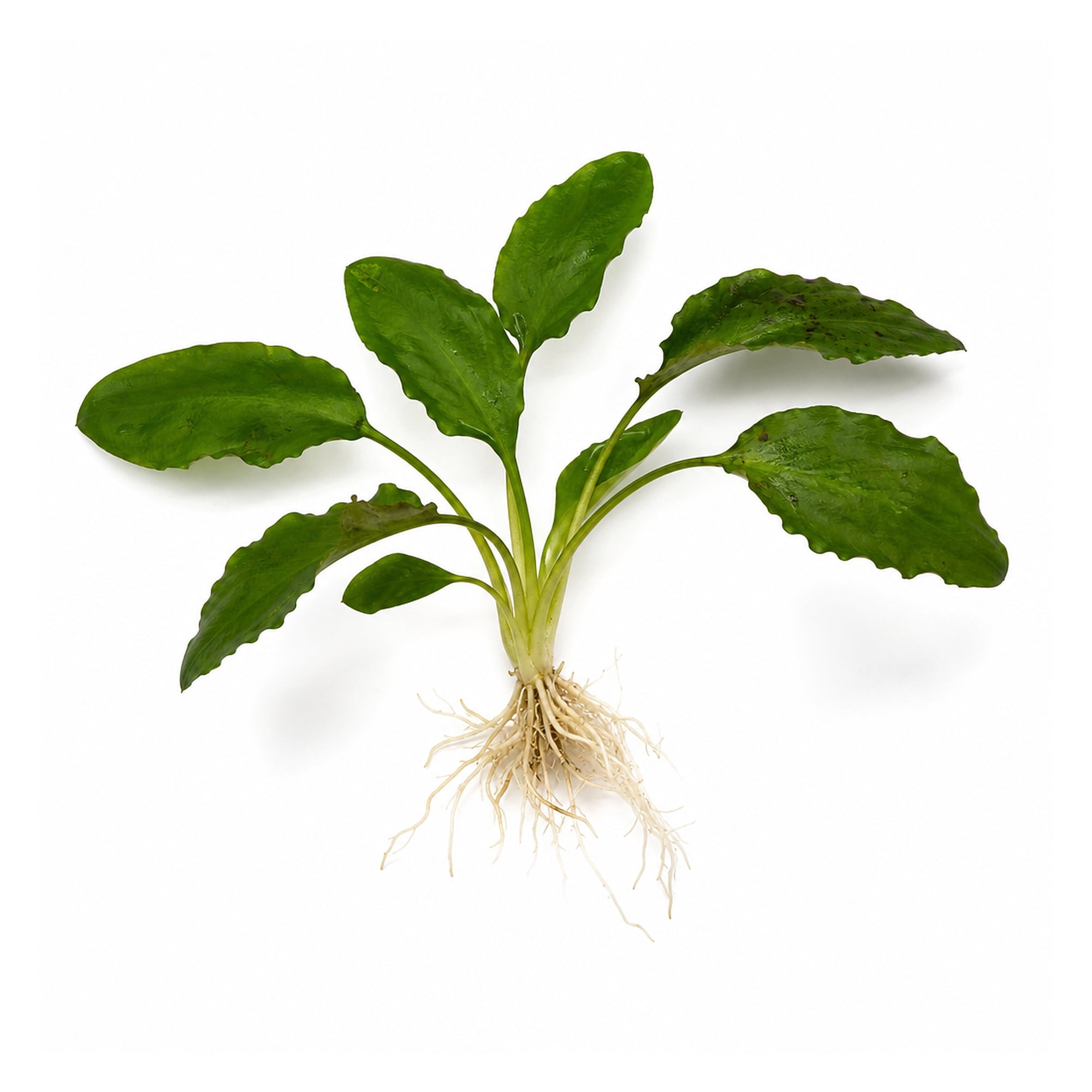 Canton Aquatics Cryptocoryne Wendtii Green Live Aquarium Plant, Bare Root Small