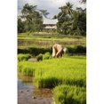 thumbnail image 1 of Woman Planting Rice Poster Print, 12 x 19, 1 of 1