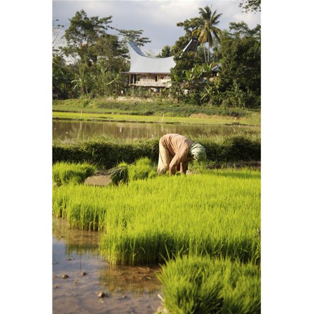 Woman Planting Rice Poster Print, 12 x 19