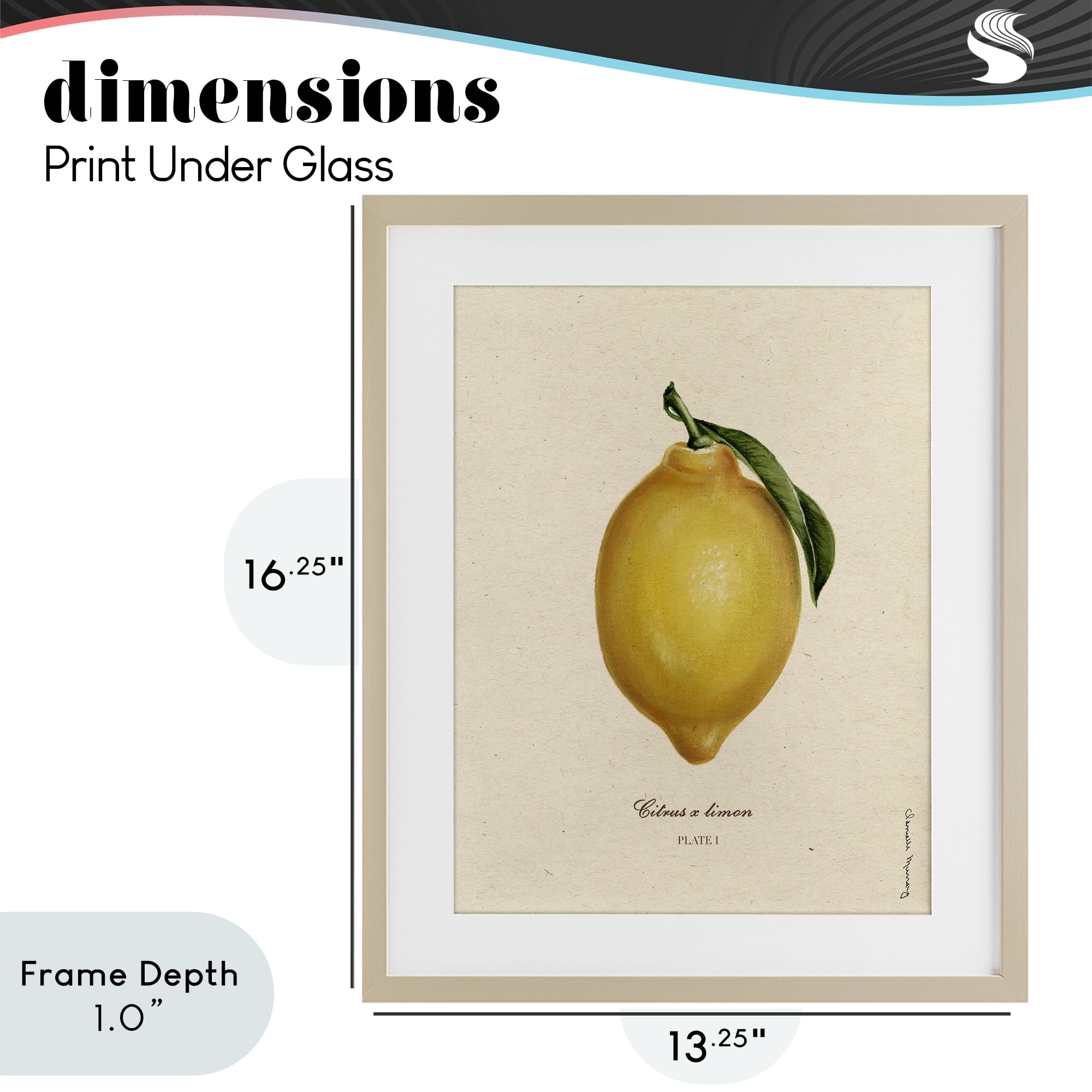 Stupell Industries Lemon Fruit Portrait Birch Framed Print Under Glass, design by Danielle Murray